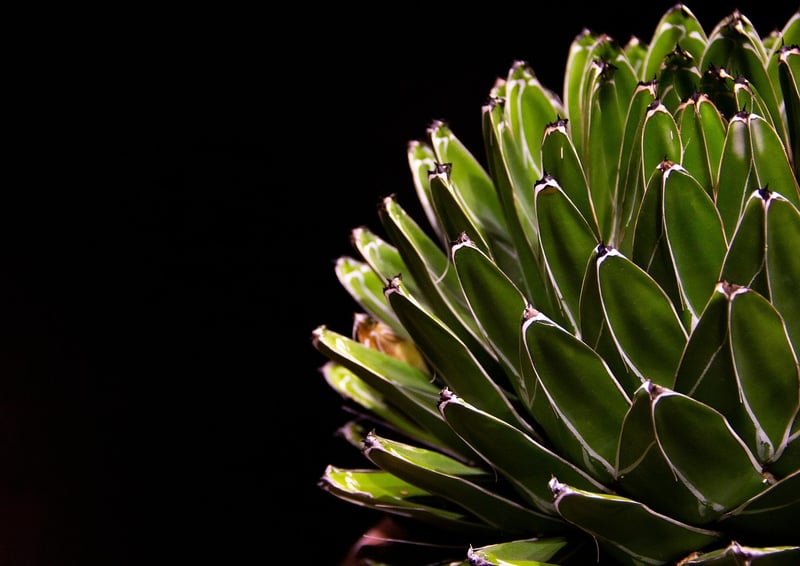 Succulent Terrariums